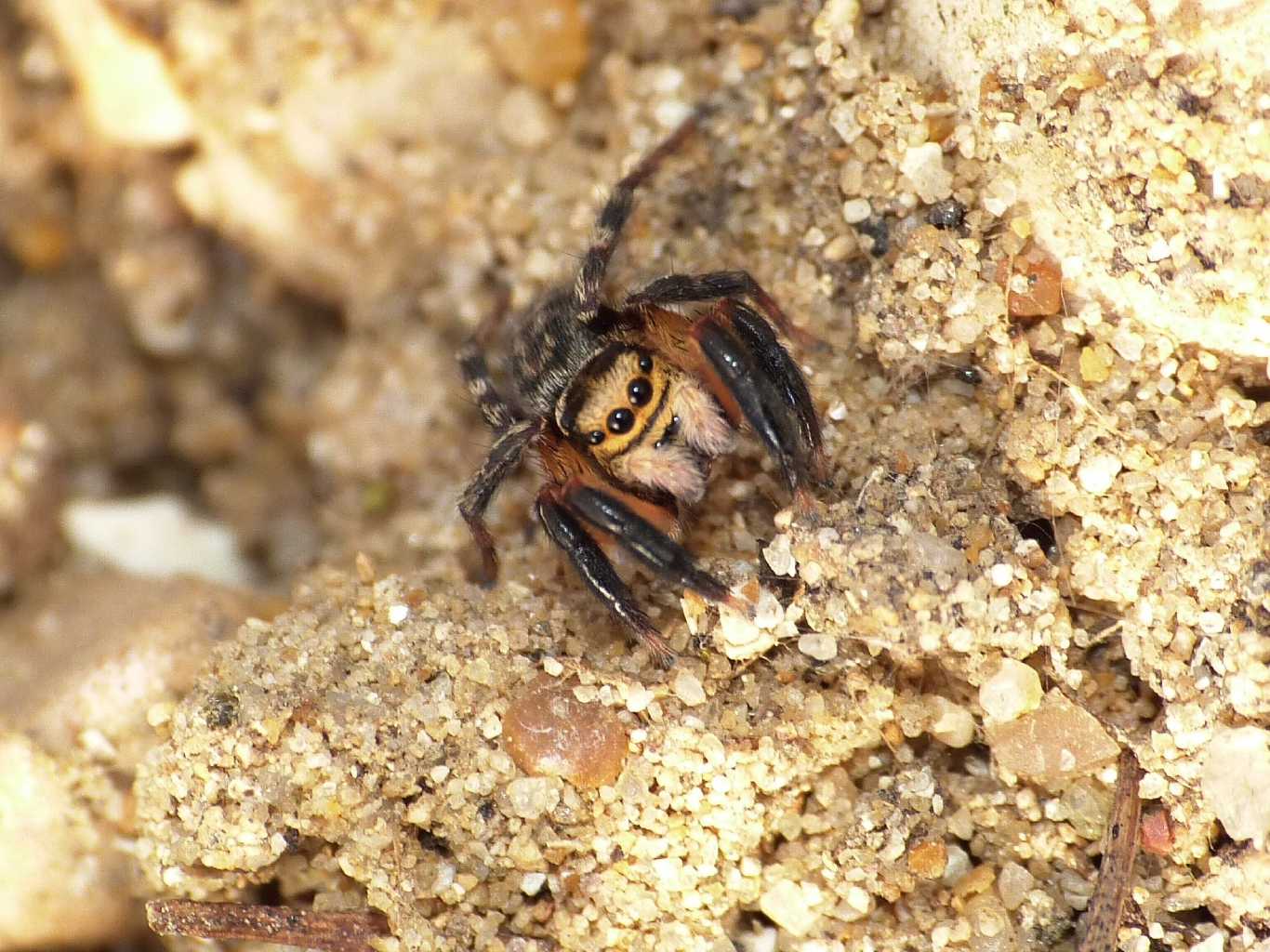 Salticidae zampe massicce: Euophrys sulphurea - Tolfa (RM)